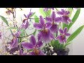 "How to grow Orchids" Do it yourself Orchid Display in my hallway at home| "Orchid Care"