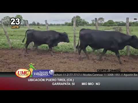 Lote 17 Novillos en Puero Tirol, Chaco