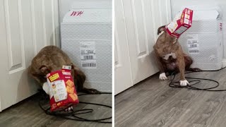 She gets her head stuck in a box