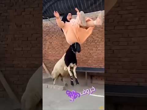 خروف مش طايق نفسه 🔥🔥🤪