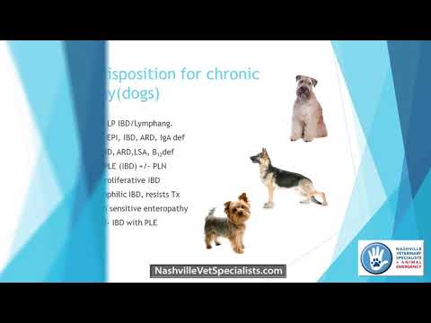 Chronic Enteropathy in Dogs and Cats