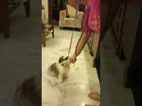 Leo's Sit & Down Training 17/03/2023