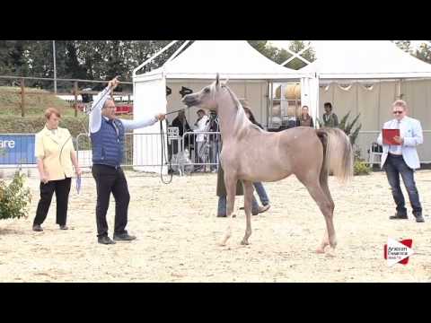 N.4 RADEGONDA BY TRESCA - Bergamo 2015 - Yearling Fillies (Class 1A)