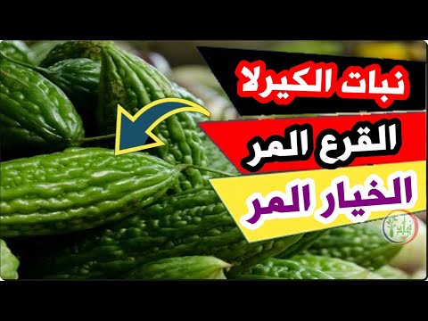 , title : 'نبات الكيرلا/ القرع المر تراه كثيراً ولا تعرف فوائده فاذا كنت من المحظوظين وحصلت عليه دعني اخبرك بها'