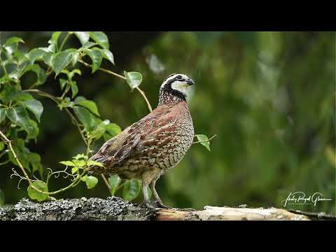 A Bob White quail sings a beautiful song at the Perry's Water Gardens in Franklin, North Carolina.