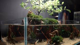 90x60x20CM Aquaterrarium Design Inspired by Japan lTurtle vs. Fish Showdown and Cat’s First Reaction