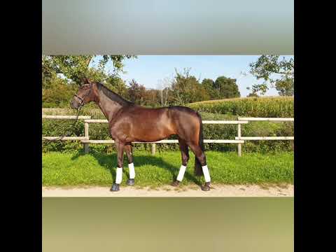 4.j. Stpr. Stute von Fürsten-Look x Sandro Hit