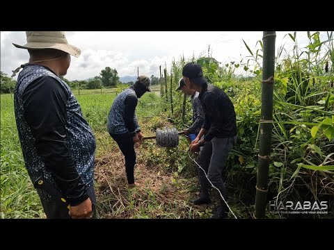 EP687-P1 - Pagbakod sa Paligid ng Kubo | Tinolang Tamad A La Naldong Putik