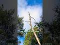 The different uses of standing dead trees 🪾 #nature #ecology #wood #trees #forestry