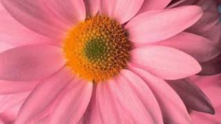Big Pink Daisy -  pictures