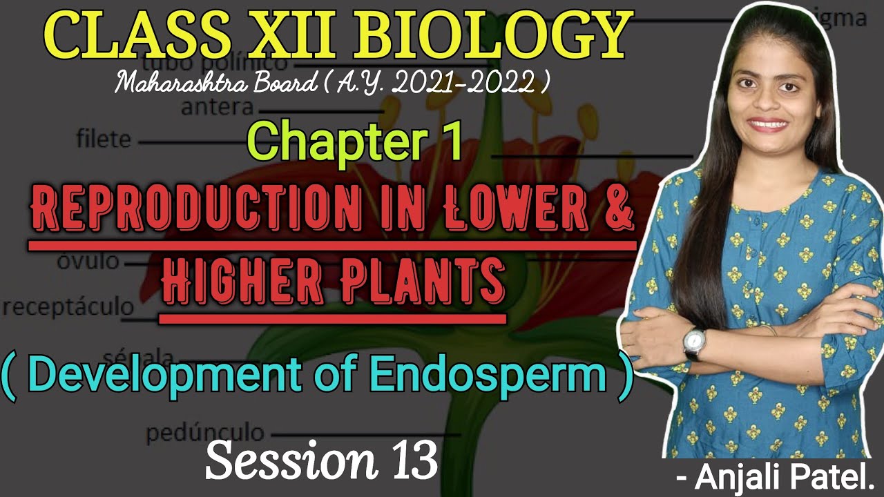 Class XII Biology - Reproduction in lower and higher plants - Development of Endosperm.