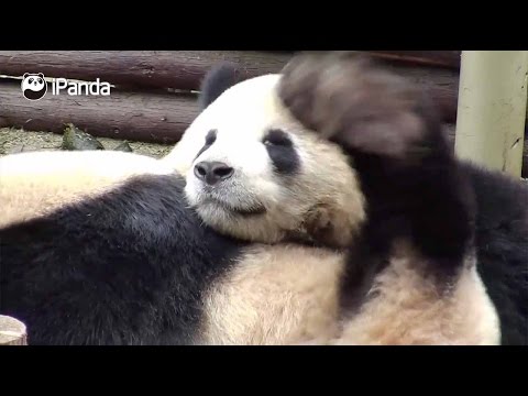 Arab Today- It itches! Check out these pandas