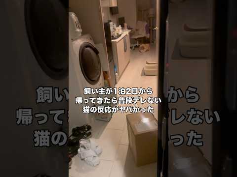 ツン95%で構成されてる白スコティッシュのデレデレモードの時がヤバすぎた件 #スコティッシュフォールド #白猫 #猫 #shorts