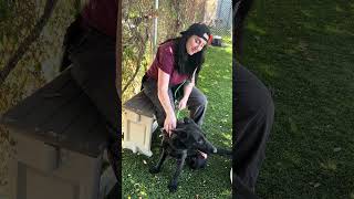 Video preview image #1 German Shepherd Dog Puppy For Sale in Pasadena, CA, USA