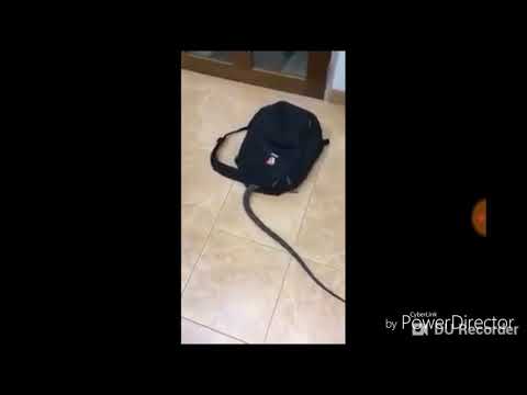 Șarpele din ghiozdan.(editat)