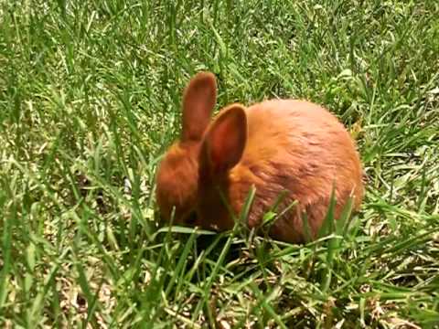 Sundance - 4 Week Old Thrianta Rabbit
