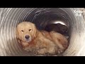 No One Knows How Two Retriever Dogs Got Stuck In A Ditch (Part 1) | Kritter Klub No One Knows How Two Retriever Dogs Got Stuck In A Ditch (Part 1) | Kritter Klub