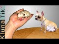MY LITTLE DOG EATING ASMR FUNNY