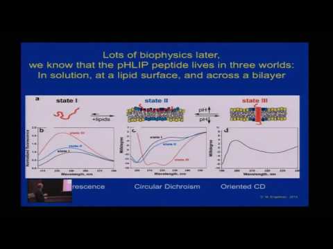 Tumor Targeting and Drug Delivery Using the PHLIP Peptide