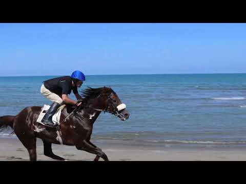 Gara me kuaj Darzezë 4 qershor 2023