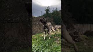 Big Kangal Shepherd Barking 👿 #shorts #kangal #dog #dogs