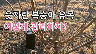 험상굳게 자란 복숭아 유목 어떻게 주지를 잘 뽑아낼까?