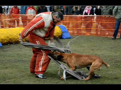 Marcin Gawron - Mondioring decoy