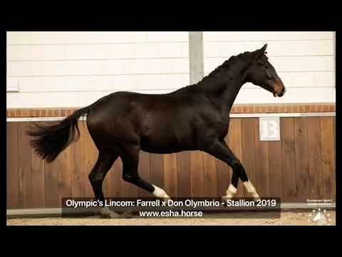 Olympic's Lincom: Farrell x Don Olymbrio