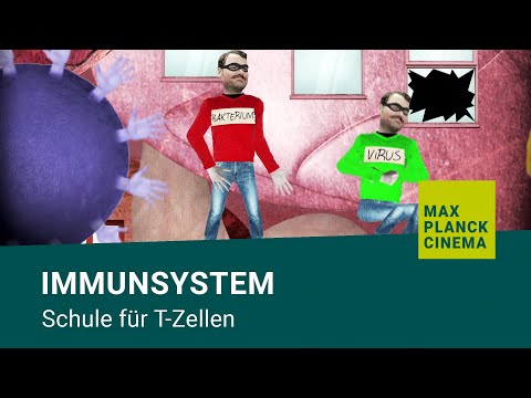 Immunsystem - Schule für T-Zellen