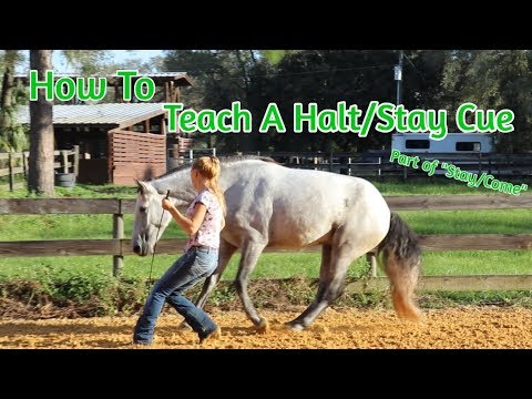How To Teach Your Horse A Halt/Stay Cue (Part of "Stay/Come")