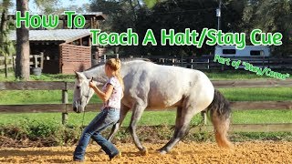 How To Teach Your Horse A Halt/Stay Cue (Part of &quot;Stay/Come&quot;)