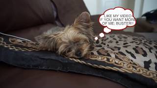 SECRET LIFE OF BUSTER!!!!