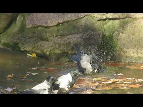 Badende Nebelkrähen/Bathing Hooded crows (Corvus cornix)