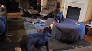 Video preview image #1 Unknown-Whippet Mix Puppy For Sale in Virginia Beach, VA, USA