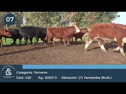 Lote Machos -J N Fernández Bs As