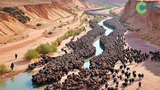 Crazy Experiment: RELEASE THOUSANDS OF BISON INTO THE DESERT After 10 Years - Shocking Results