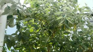 Cluster v4 24p span test on a BUSH!