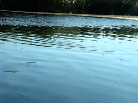 Pensiunea Gigant Fish - Mila 23 Delta Dunarii