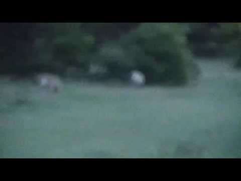 Djuma: Two Hyenas walk through - 19:05 - 02/01/2020