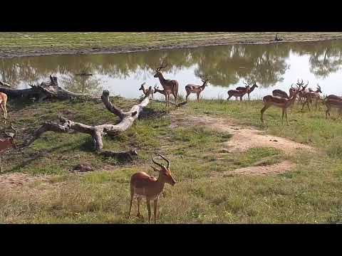 Djuma: Impala bachelor herd - 07:28 - 11/05/20