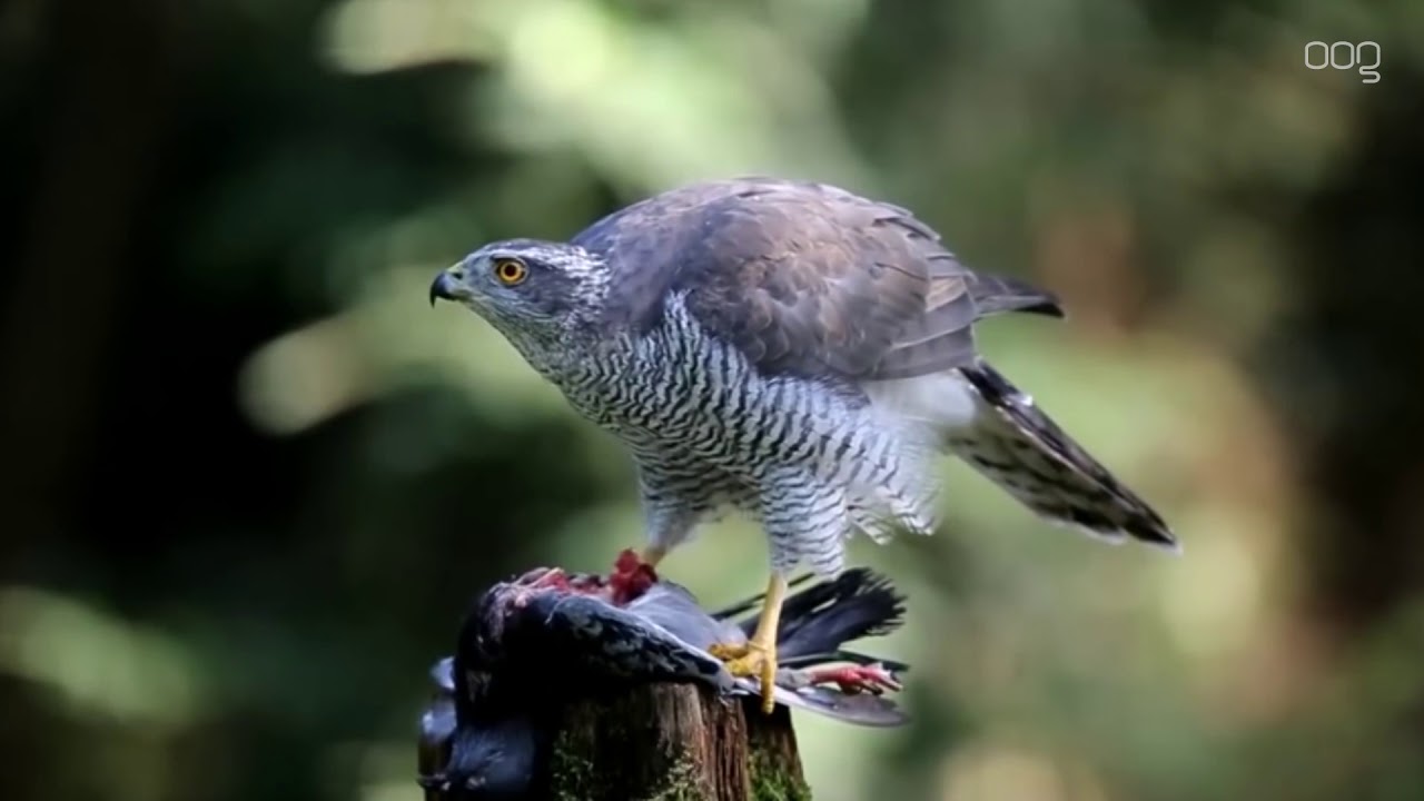 Boze duivenmelker: “Mijn beste doffer werd gepakt door een roofvogel”