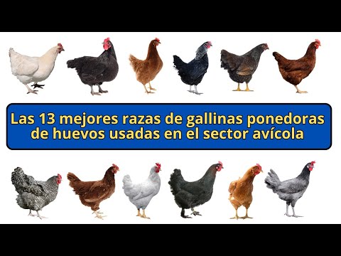 , title : 'Las 13 mejores razas de gallinas ponedoras de huevos usadas en el sector avícola'