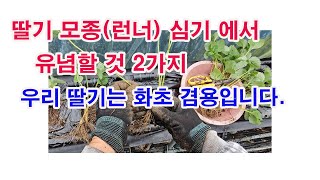 딸기 모종(런너) 심기에서 유념할 것 2가지. 우리 딸기는 화초겸용입니다.(딸기 재배, 딸기 심기, 딸기 모…