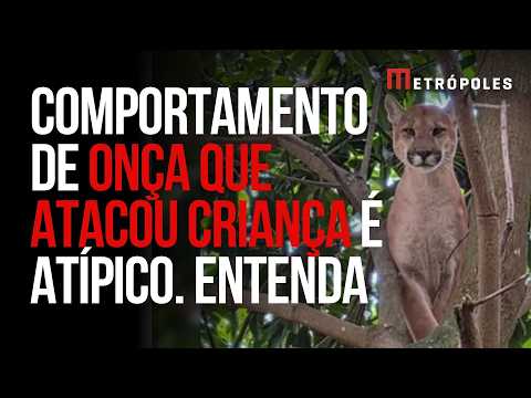 O que explica o comportamento da onça que atacou criança na Chapada dos Veadeiros