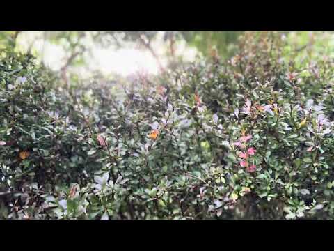 Looking About and Beholding the Beauty of Nature that Surrounds me!