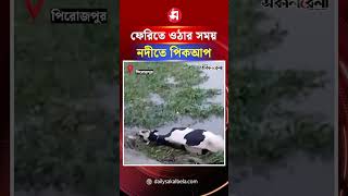 ফেরিতে ওঠার সময় নদীতে পিকআপ, মারা গেল দামি গরু ! | Daily Sakalbela