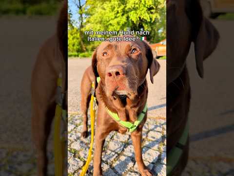Mit meinem Hund nach Italien…gute Idee? 🇮🇹🥴