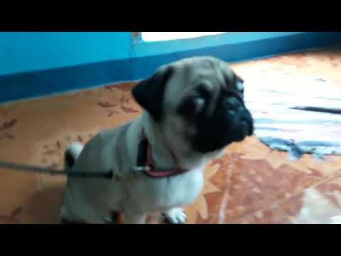 The beautiful pug 34512