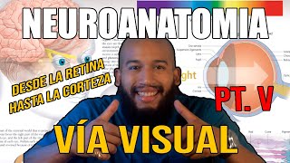 Neuroanatomy - VISUAL PATHWAY (Retina, Chiasm, Optic Tract, Lateral Geniculate Body and Cortex)