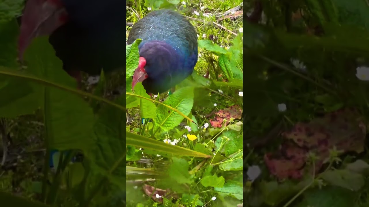 YouTube Short thumbnail